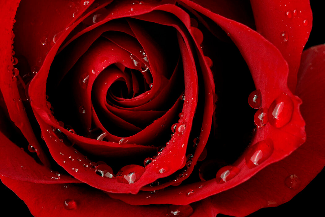 Rose Absolute Oil