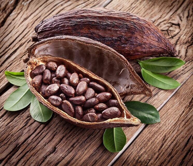 Cacao Absolute Oil