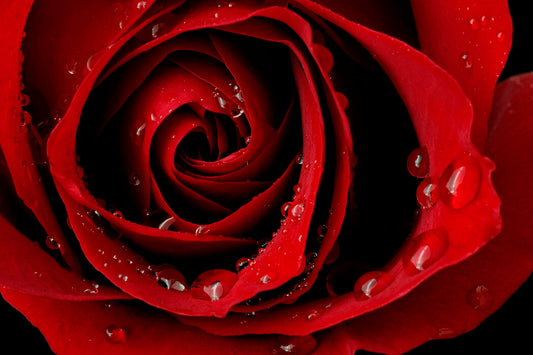 Rose Absolute Oil