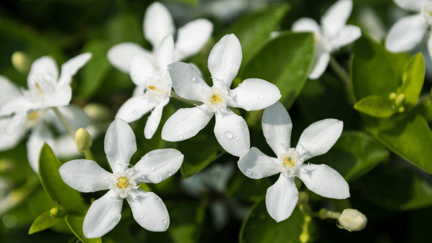 Jasmine Absolute Oil